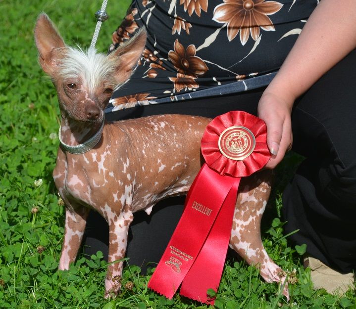 Harmony Dream Lollipop-Nowa