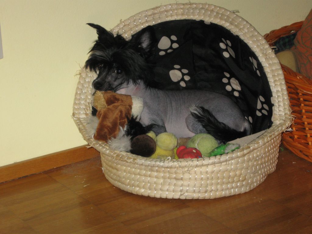 Jettafon's Evening Shine