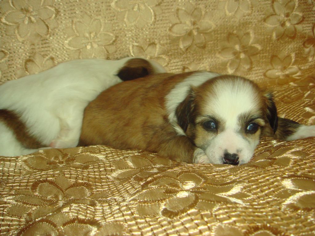 Jane Dor'Flere Bonus Westtai