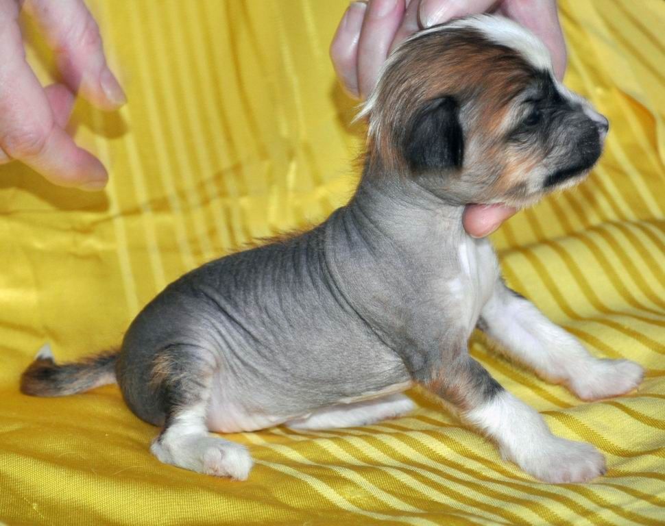 Kristal Yaniry   Maiera