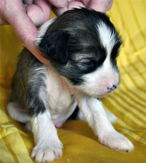 Kristal Yaniry  Marsel