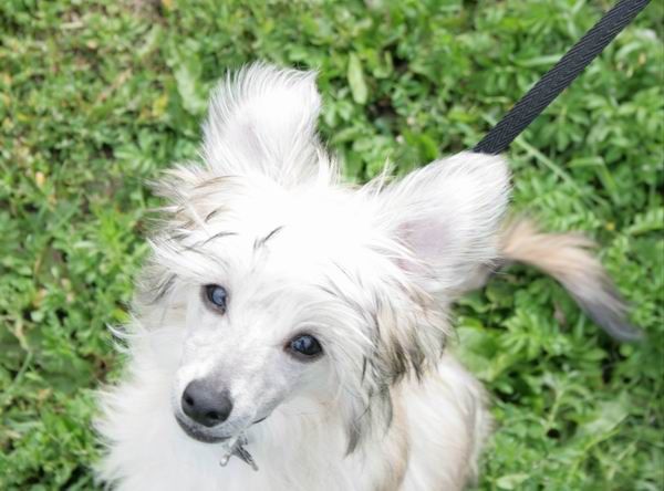 Alfa Laval If You Vip