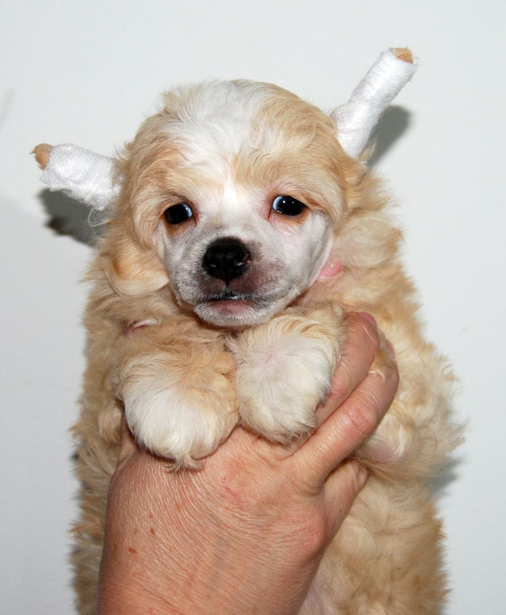 Cool Crowd's i'm Vic Mackey