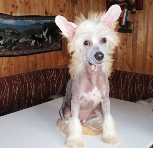 Cool Crowd's i'm Shane Vedrell