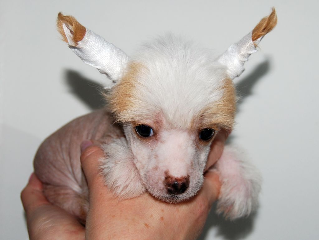 Cool Crowd's i'm Curtis Lemansky