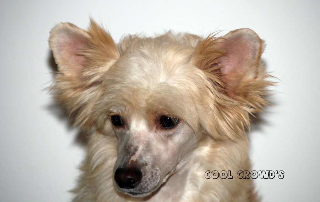 Cool Crowd's i'm Danni Sofer