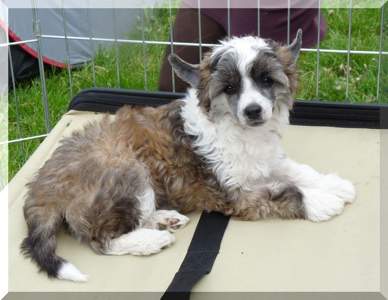 Tarjánfalvi Red Devil 