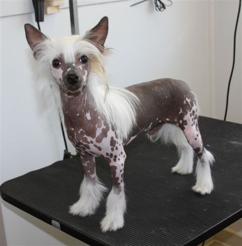 Spiritual Simon Says