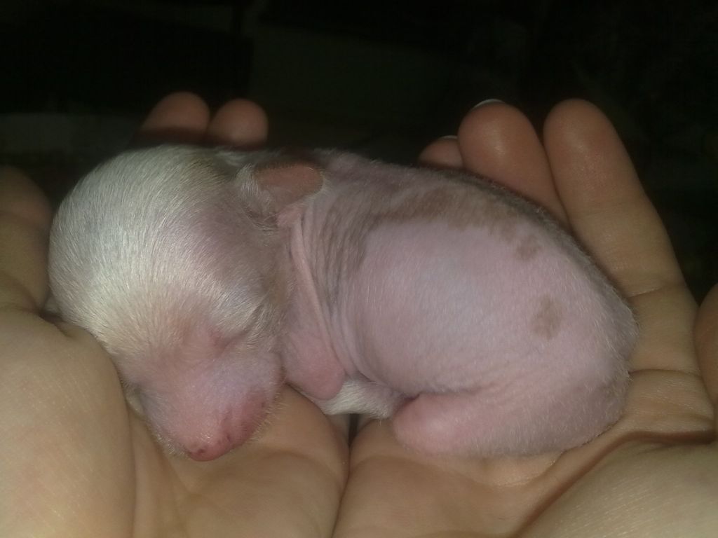 Orero Lovely Misago Shiroi