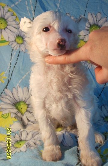 Orero Lovely Miko Hitomi