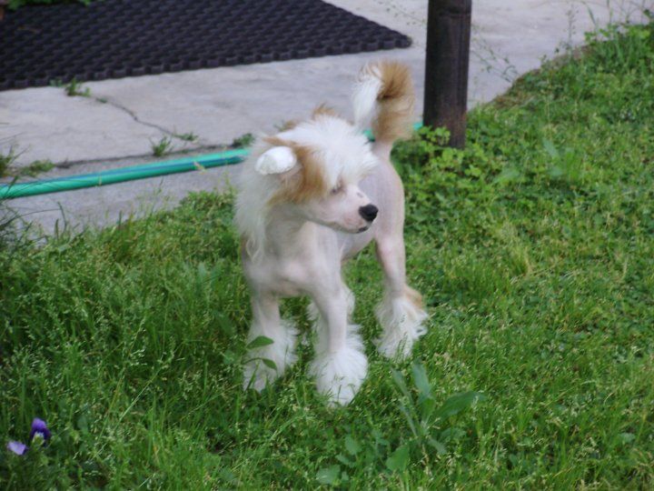 Akim Fear in the Night