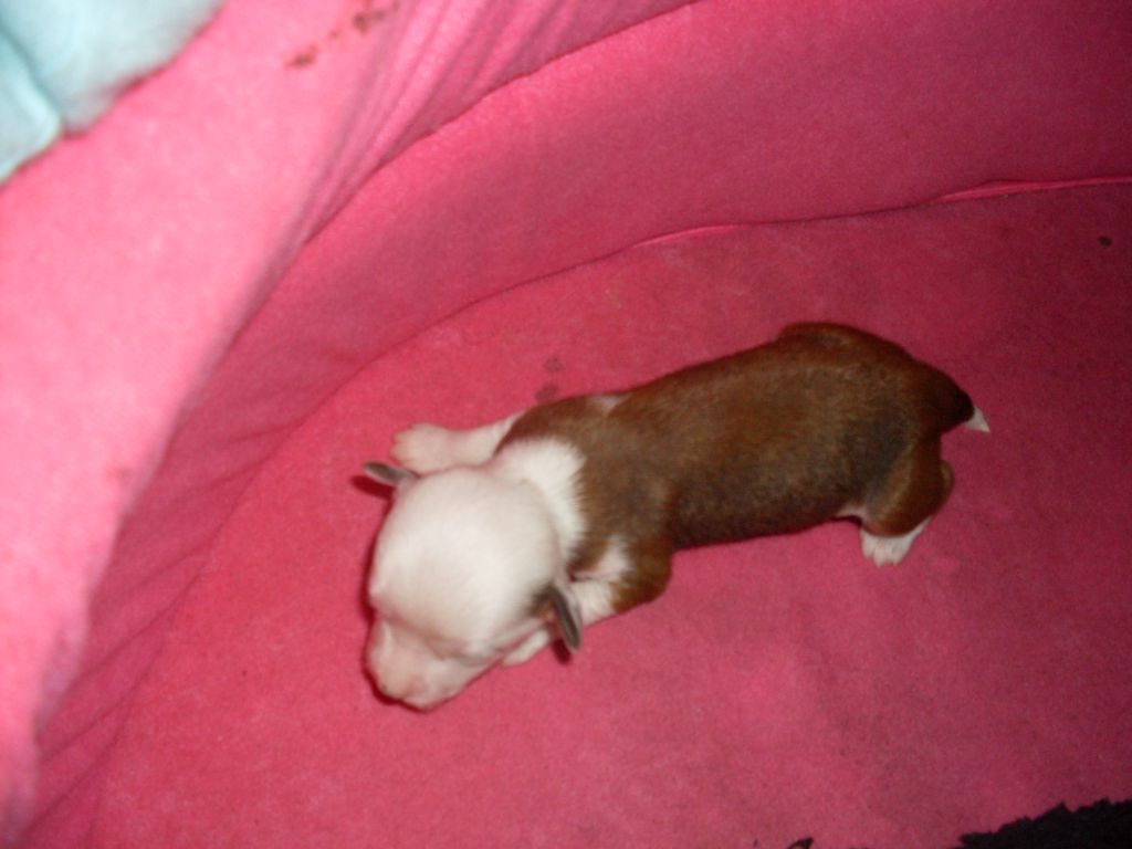 Fantastic Star Coco Chanel