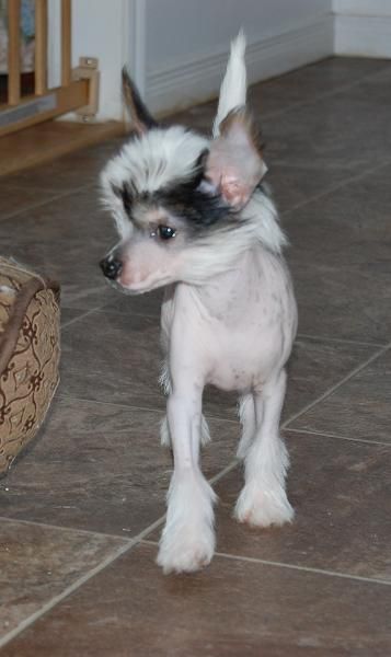 Crestyle Let's The Game Begin HL