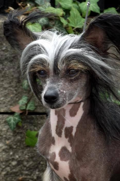 Sunstreaker Got My Mojo Working