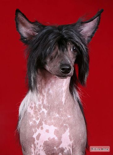 Dogland Happy Valley of Sun