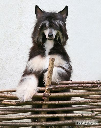 Dogland Happy Viva La Vide