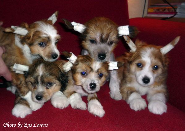 Rus Lorens Ocean of Energy