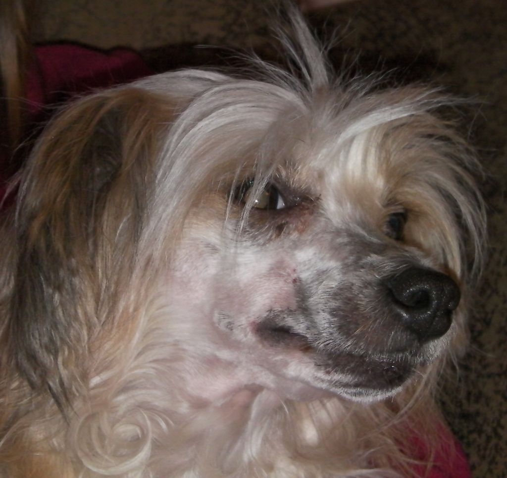 Obie's Cinnamon Girl