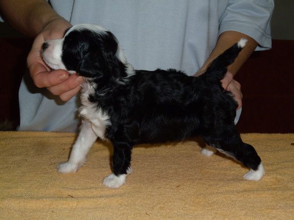 Shakti and John Muza Crested