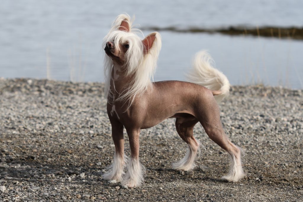 Tournais Mixed Fruit Cocktail