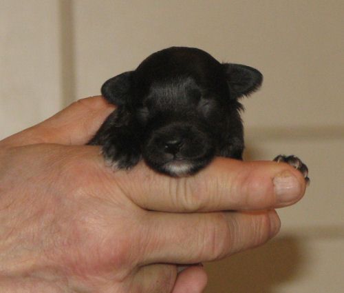 Lohamras Quickstepdancer