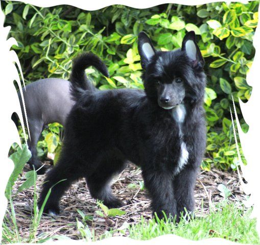 Achilles King of Diamonds