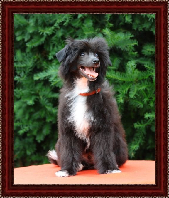 Avatar King of Diamonds