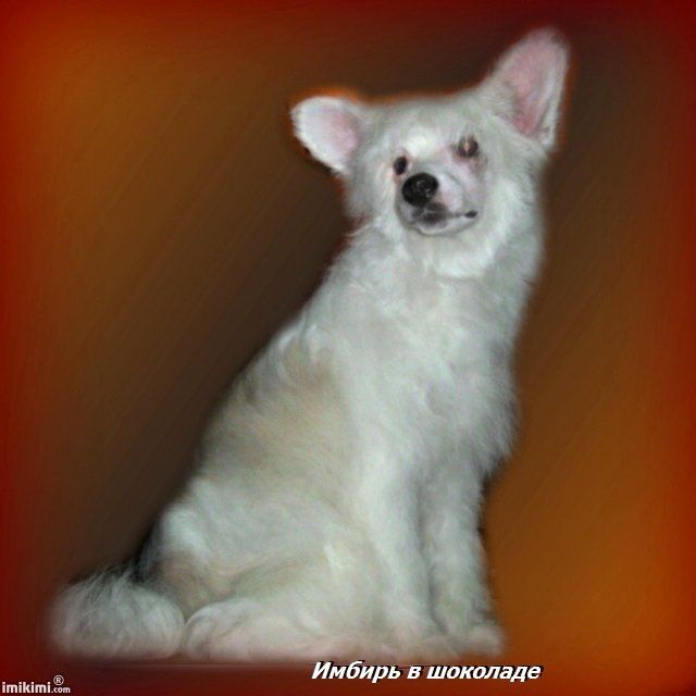 Imbir' v Shokolade
