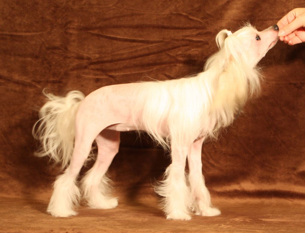 Zhemchuzhina Okeana Gabriel