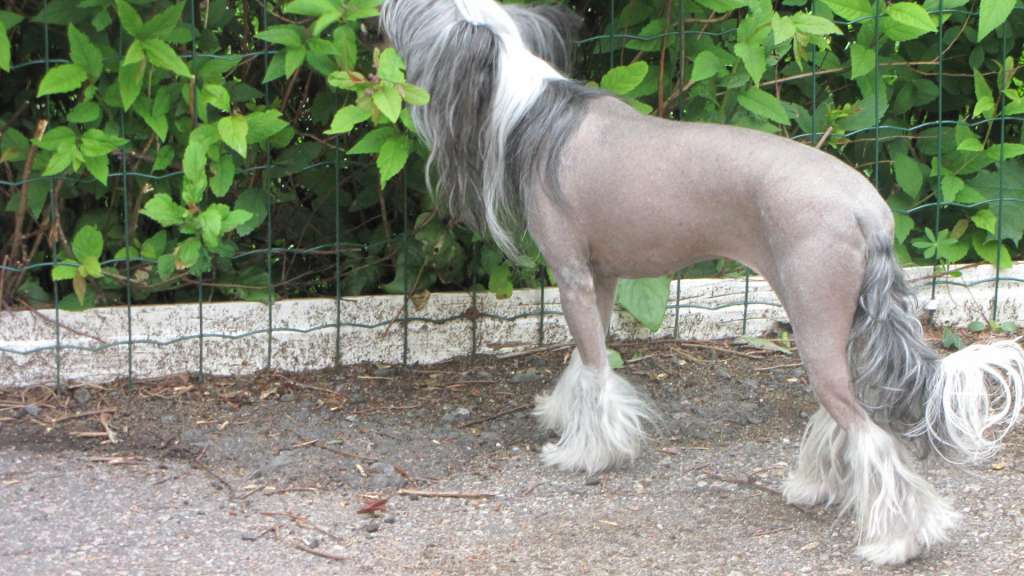 Bi-lav Plus Charovnitsa v Nochi