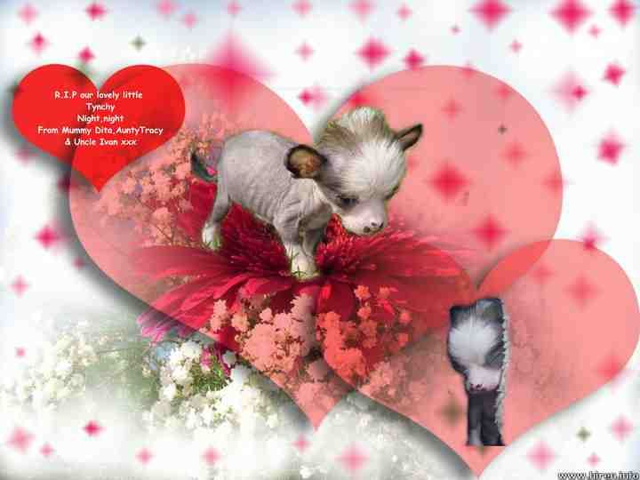 Tamarsh Tynchy Strider