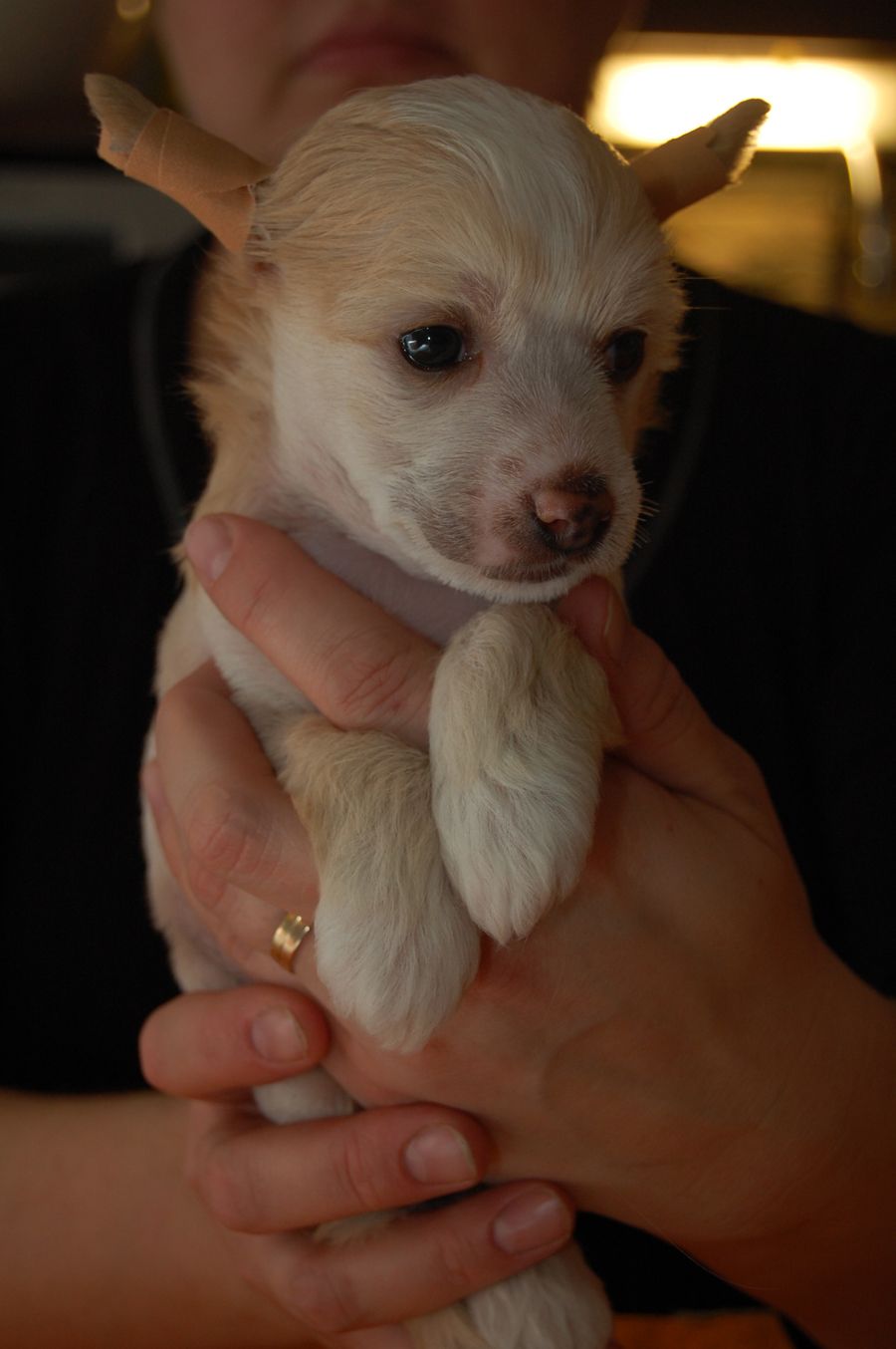 Big Jokes Golden Breeze