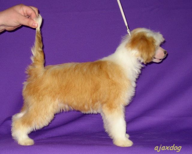 Blagoda  iz Jablonevogo Sada