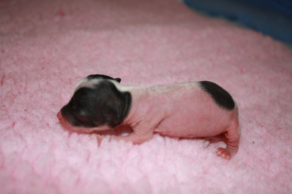 Pikkuusen Paree Ku Muut