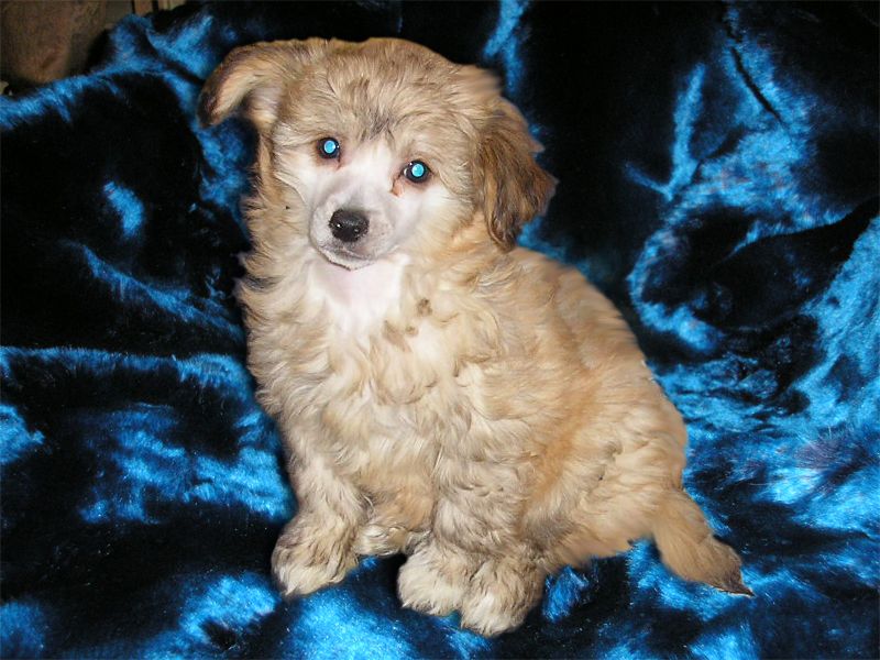 Hammer s Tushinskogo Doma