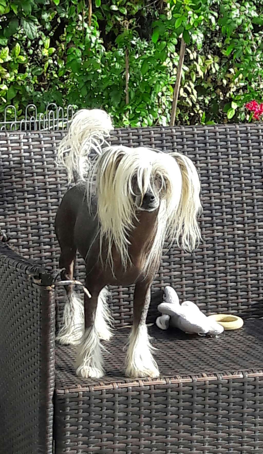 Oriental Jokes Fame Streaming