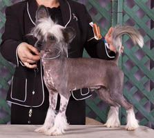 Oriental Jokes Fabulous I'm