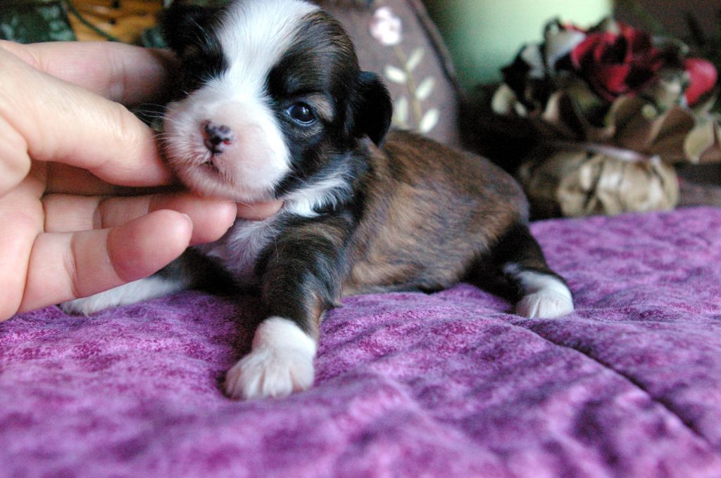 Oriental Jokes Fair Lady