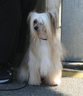 Zoom of Sable von Shinbashi