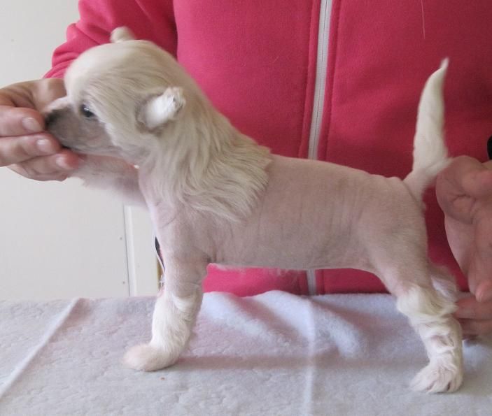 Tiffabellz Honey Queen