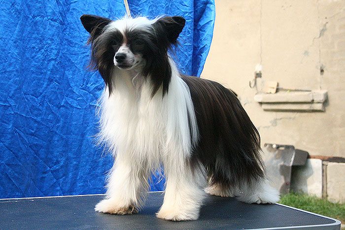 Sharman Mufasa for Ozi