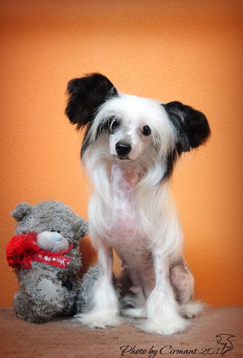 Fantastik Kashmir Sunlove Sagita