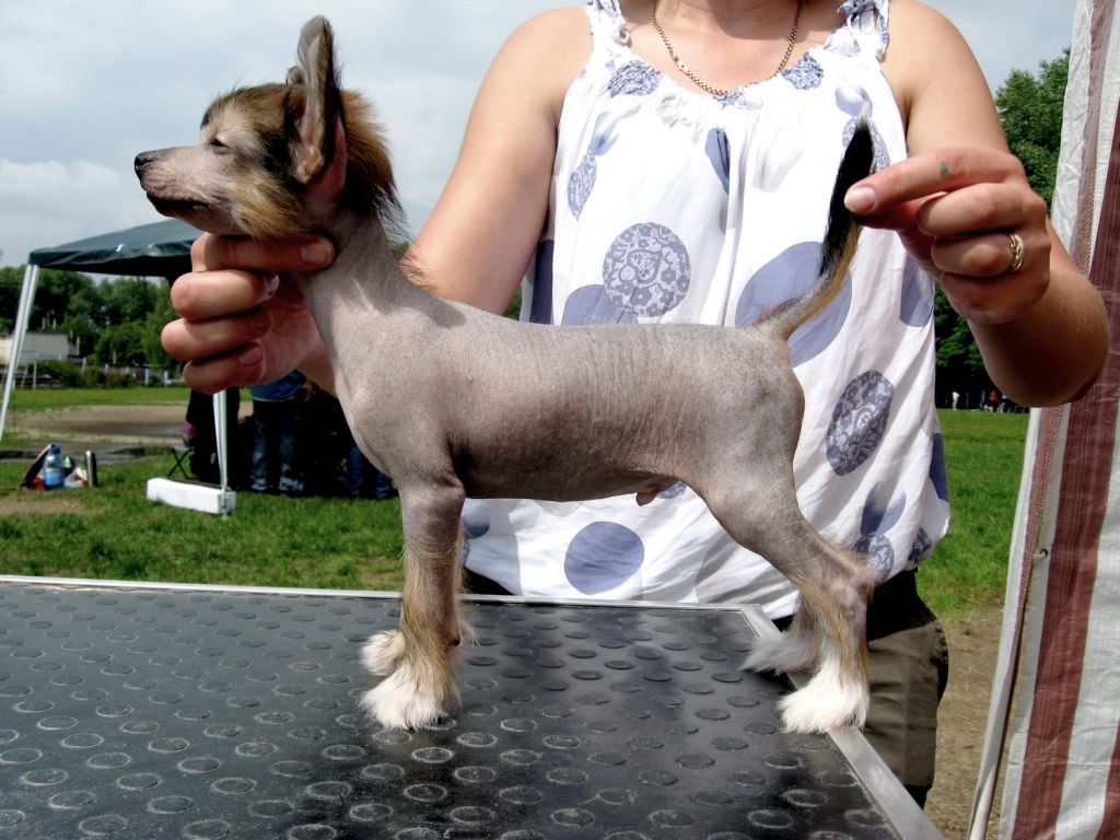 Melanies Rerity ZZ Top