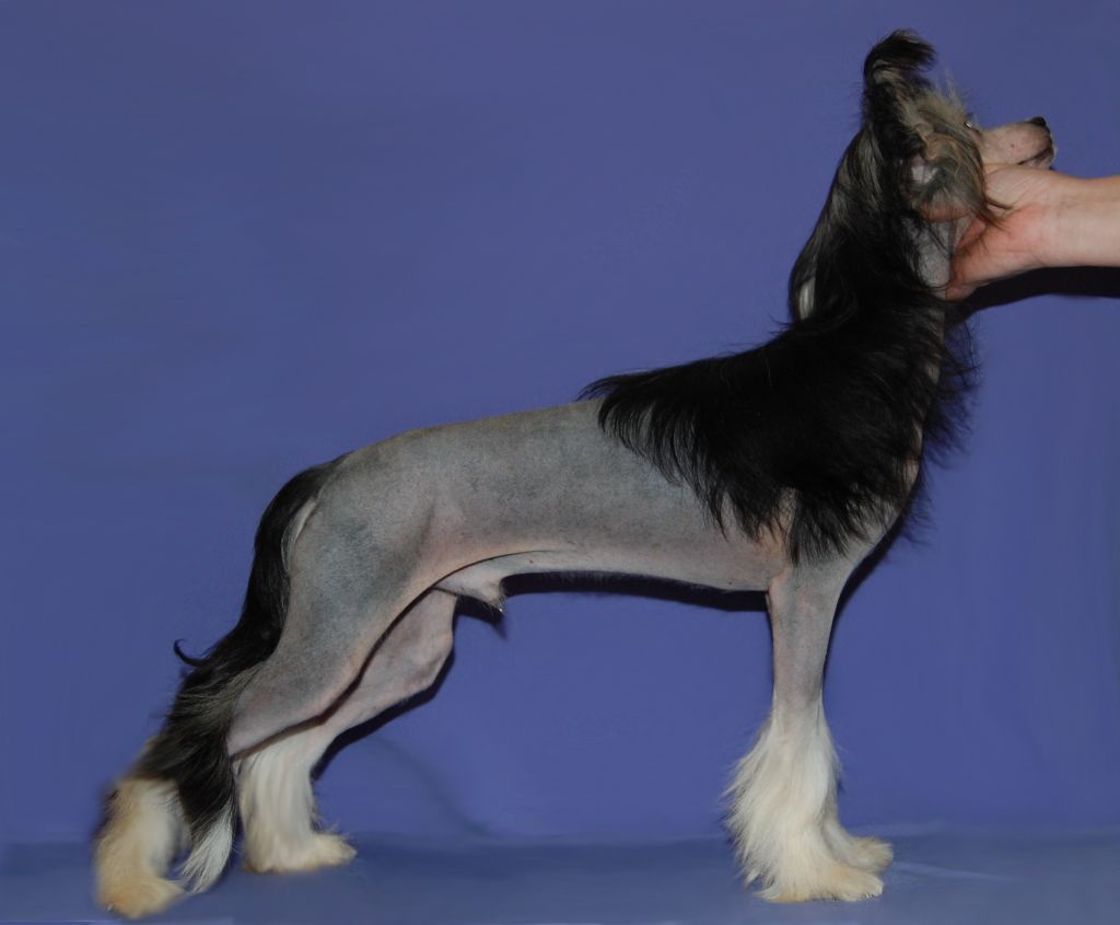 True Magnifisen Chaplin