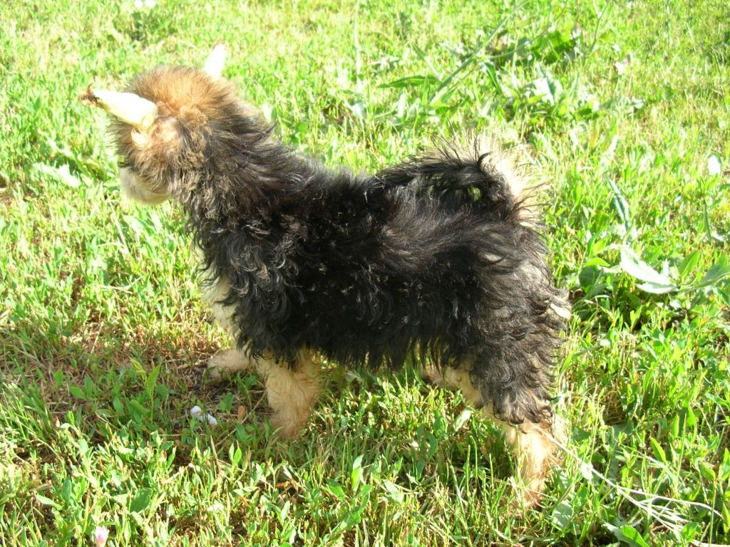 True Magnifisen Chardzhou 