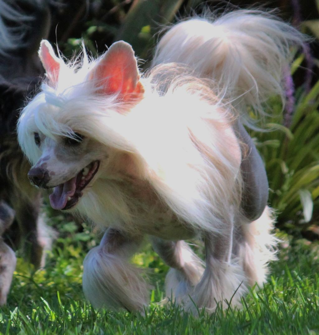 Tiara Gavany's Bohemia