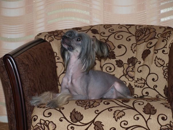 Hohlatiy glamour Aseliya Adel