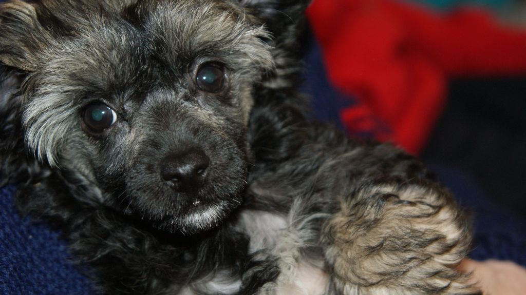 Rimabra's Fancy Free