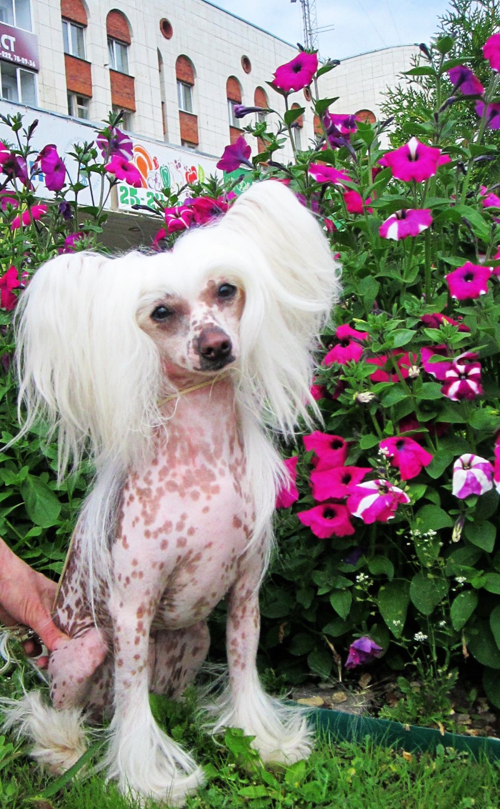  Armani Sharm Jurmala