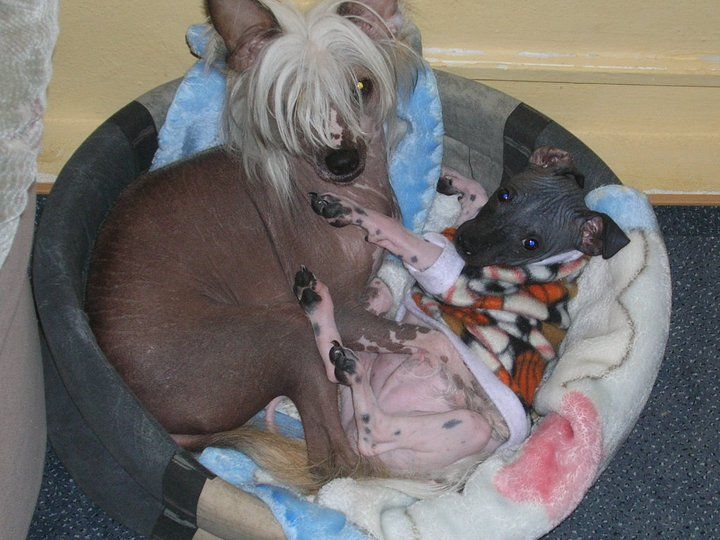 Billy-Boy Chose Savente